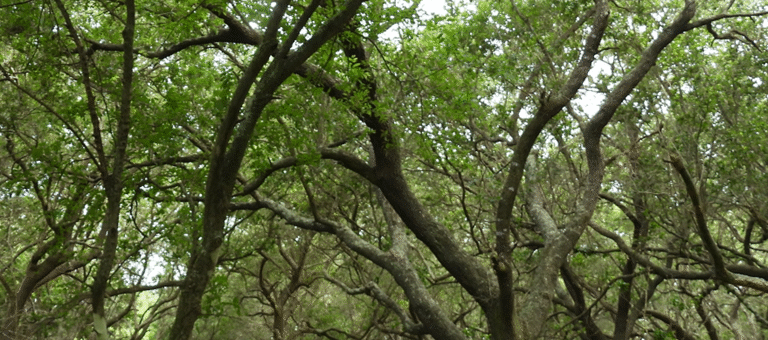 Meanwhile, Back in Texas …