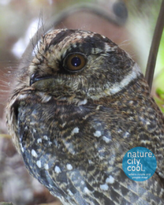 Indonesia Mountain Owlet Nightjar