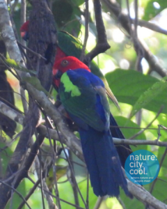 Indonesia Papuan King Parrot