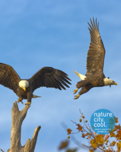 A pair of Bald Eagles – fondly known as Nick and Nora
