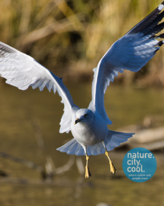 White Rock Lake Seagull