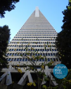 POPOS in San Francisco. The Redwood Park at 600 Montgomery was built as part of the Transamerica Pyramid project in 1972.