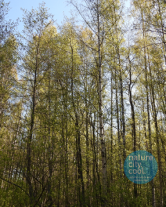 Aspen forest in Nuuksio National Park near Espoo