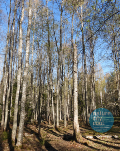 Aspen ‘tree plantation’