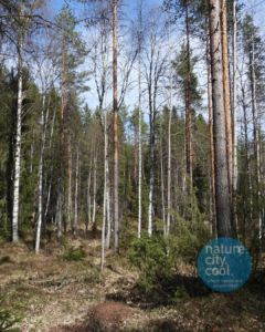 Mixed aspen-conifer forest near Lieksa