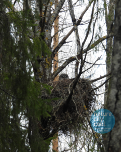 The Great Gray Owl (Lapland subspecies) is the world’s largest owl by length