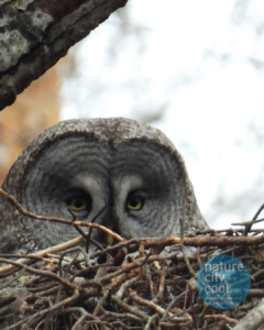 The Great Gray Owl (Lapland subspecies) is the world’s largest owl by length