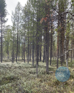 Forest Toivoniementie near Ivalo
