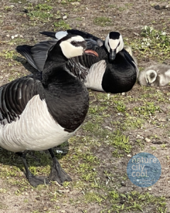Some of Helsinki’s resident Barnacle Geese