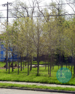 Part of a commercial tree farm in a formerly residential area