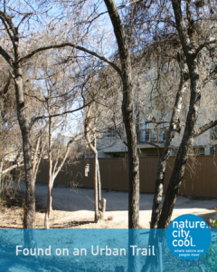 Leafless trees and a hanging bird feeder beside a sandy urban trail by an apartment building and behind a wooden fence.