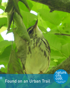 Northern Waterthrush perched on a shaded branch amid bright green leaves.