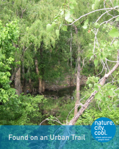 An urban forest shaped by nature.
